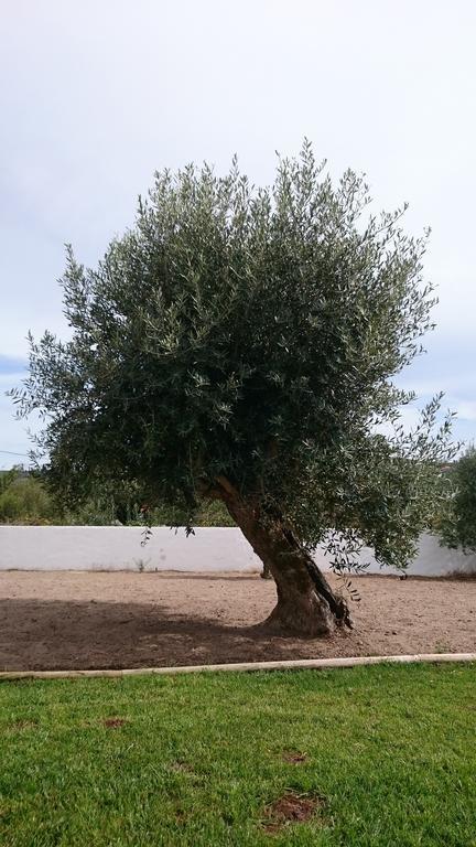 Casa Das Oliveiras Alvados Quarto foto